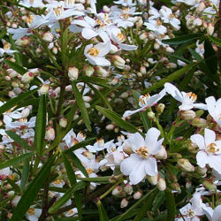 Orange, Mexican 'Aztec Pearl'